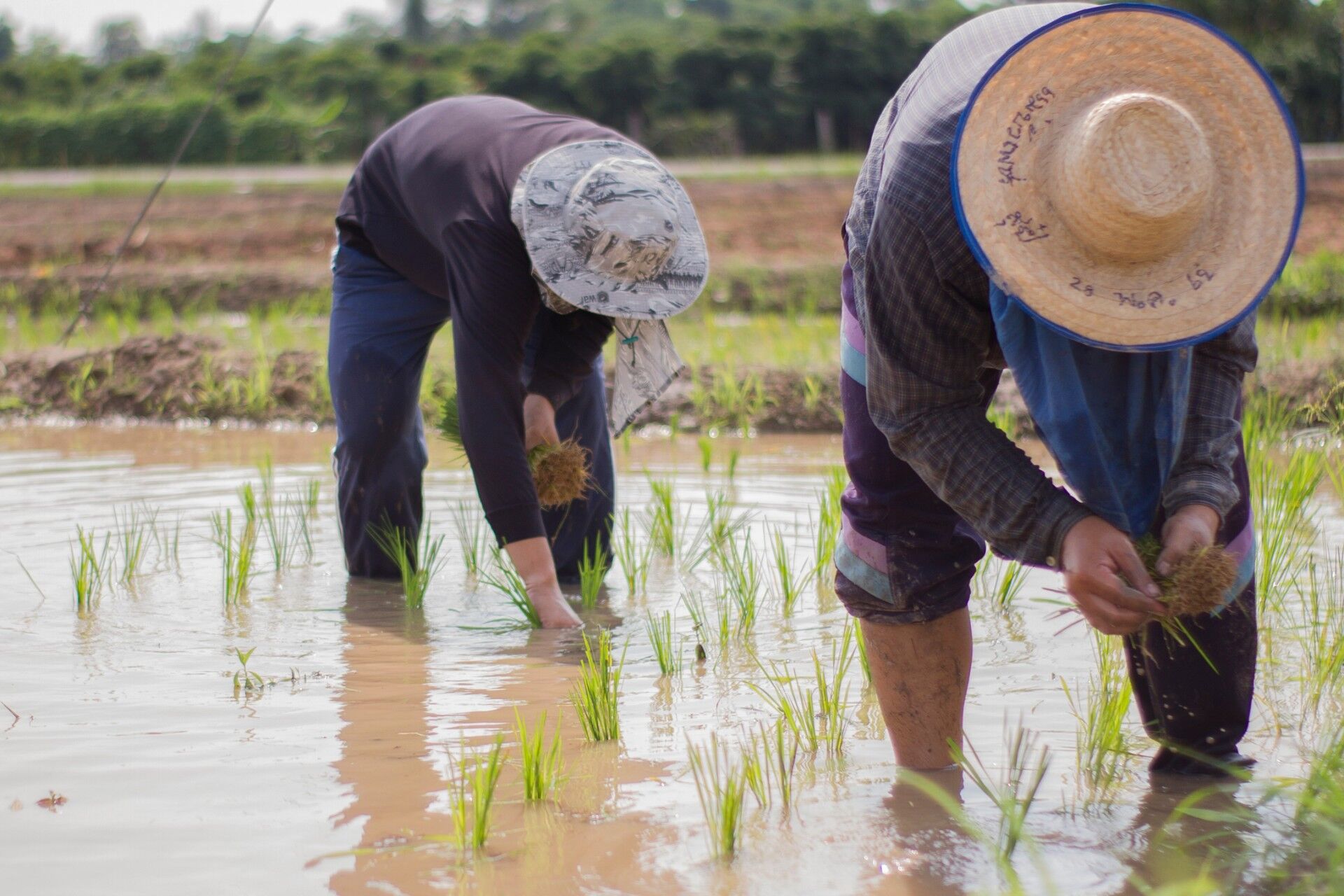 生産