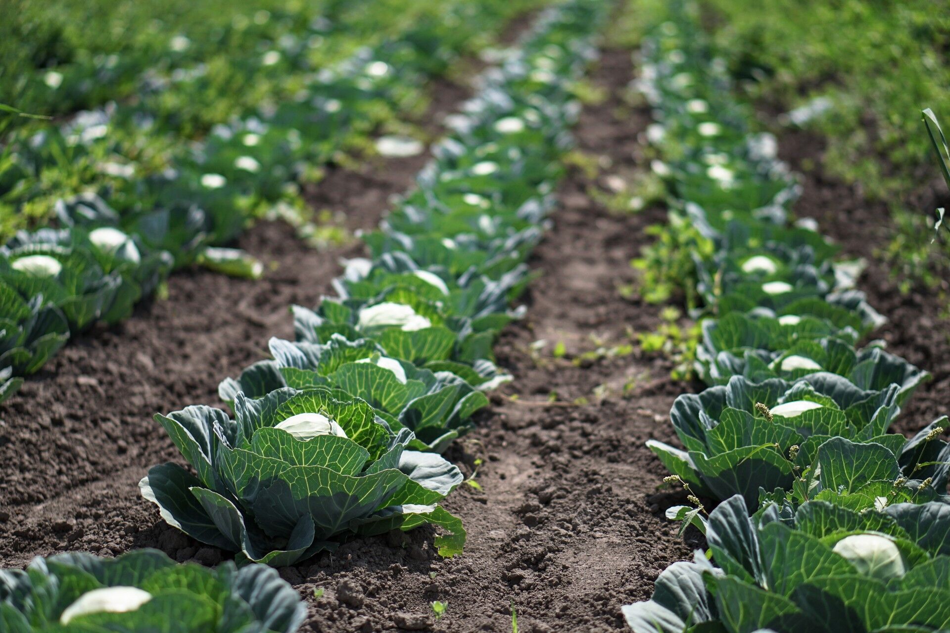 野菜